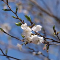 子福桜開花
