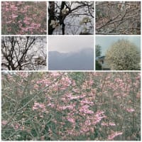 最近の天気と桜開花宣言