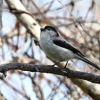 多摩川のエナガ