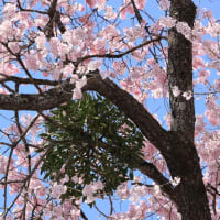 あんぱんロケ地のエドヒガンザクラ