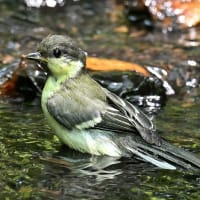 いつもの公園
