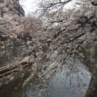 横浜大岡川のお花見