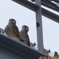 「チョウゲンボウ」②