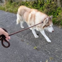 鉛の様
