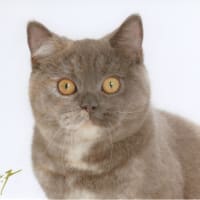 2022 Toyo Fukuda U.F.P Kitten Photo 