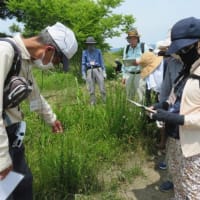 津之江公園で植物観察会を開催しました