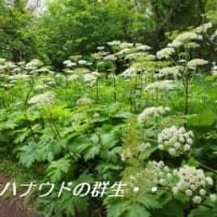  　オオハナウドの白い花が・・