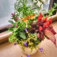 9月度ガーデニング教室は秋の寄せ植え！