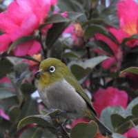 散歩の途中で見つけた鳥の写真
