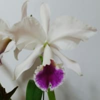 C.labiata 'Brizal' 4日め。
