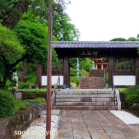 武蔵観音四十八霊場の「鶏足山養運寺」のアジサイとショウブ！！