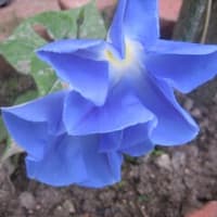 天井の蒼開花♪午前仕事、午後大イベントの準備