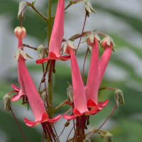 ５月に撮ったお花たち