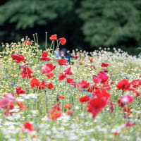 原っぱの花畑。