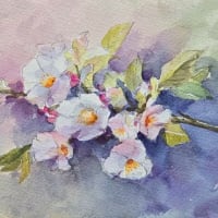 水彩　SM　満開の桜