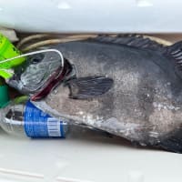 釣果