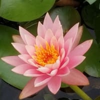 美しいハスの花