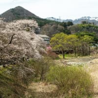 卯月の穀雨　みなかみ諏訪峡の桜
