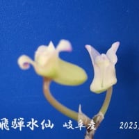 　石斛　せっこく　セッコク　菊　令和７年5月２５日