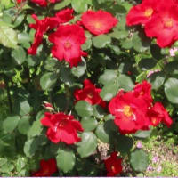 2025ー07ー12(^_-)-☆初夏の我が家の花壇～🌹バラの花達のミュージックMovie②！
