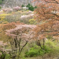 しつこく屏風岩公苑の山桜