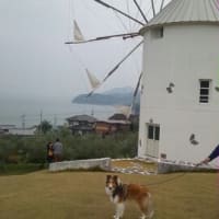 小豆島　with my dog