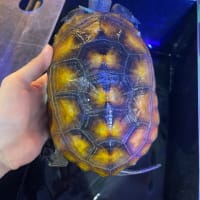 ニューギニアダトニオ約10cm - モンスターアクアリウム