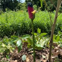 こんにゃくの花が咲いた････雑木林跡地で