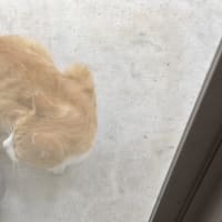 えっ　猫だ