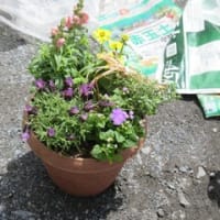 香りの寄せ植え♪