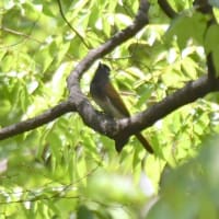 サンコウチョウ♀　大阪城公園　５/１１日撮影