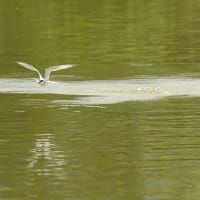 ぶらぶらフォト　大池のコアジサシ