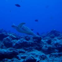 アオウミガメか