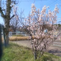 通路のアーモンドの花