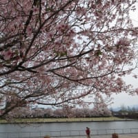 富山一泊二日の旅③　富岩運河環水公園の桜