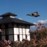 秩父のアサギマダラ