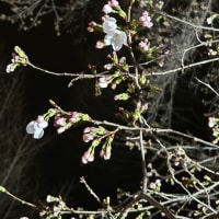 夜桜