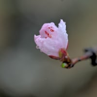 桜待ちつつ、露をやどして桃の花咲く