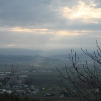 散歩でsak君とお花見