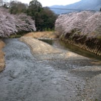 和束・祝橋和束川堤の桜並木