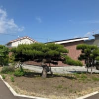 18日は母の月命日