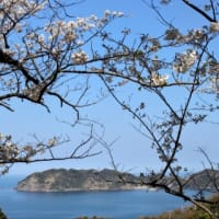花見