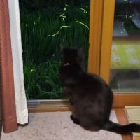 　創作料理佳久　黒猫ラベル　