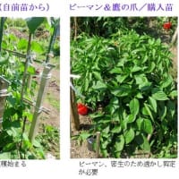 夏野菜が成長し、収穫が始まります　ー 2025.6上 ー
