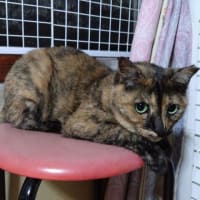 7月2日（水）茶トラ君、我が家に興味あり？