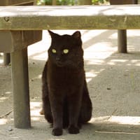 黒猫と会った公園