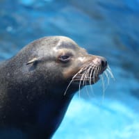 四国水族館