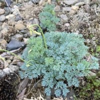 高山植物コマクサ！？
