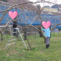 桃の木の芽かき作業♪