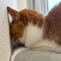 今日のクッション